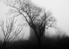 cosmic tree