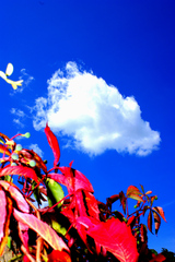 Livig Colors