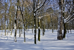 zima v peknom lese