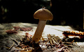 Sex on the mushroom