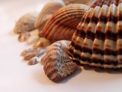 Mušle
