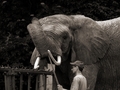 Slon s cvicitelom