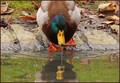 donald