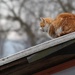 Mačka na streche