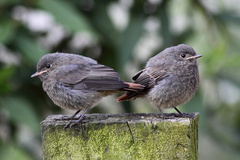 Bratia Žltochvostíkovci
