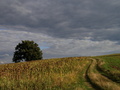 Osamelý II.