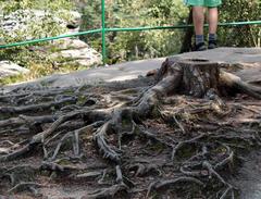 .....a kořeny zůstávají