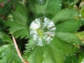 Alchemilka