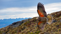 Kea