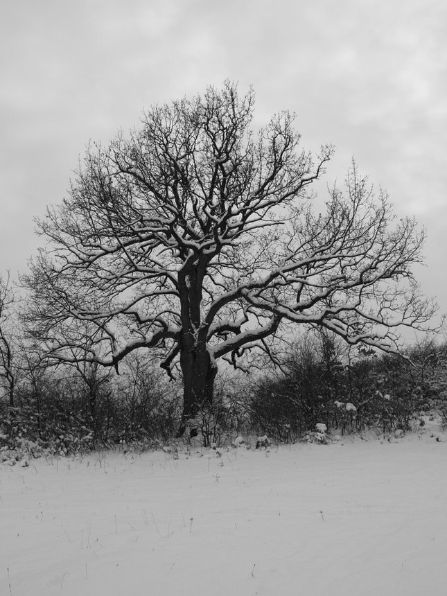 Osamelý strom