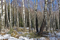 Zima v brezovom háji
