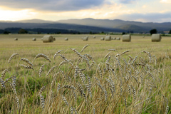 Podvecerna