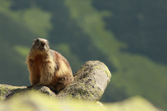 Malý stražca našich hôr