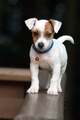 Model Goofo pozuje