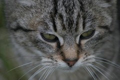 .........macka..........