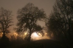 Lightfog