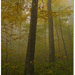 Jeseň v karpatských pralesoch