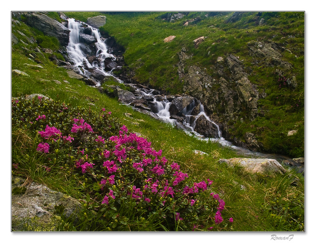 Rododendróny a vodopád