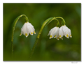 Bleduľa jarná (Leucojum vernum)