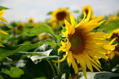 slnecnica 2011
