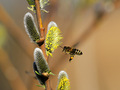 včielky už v plnej poľnej