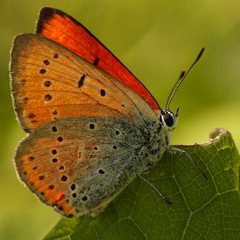 Motýlia