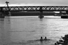 ľadové medvede v akcii