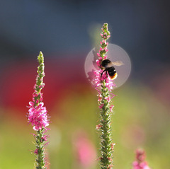 Čmeliačik s baterkou