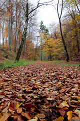 Jesenny chodnik