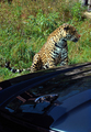 jaguar & jaguar 1