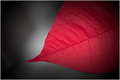 Beak leaf