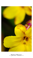 Yellow Flowers