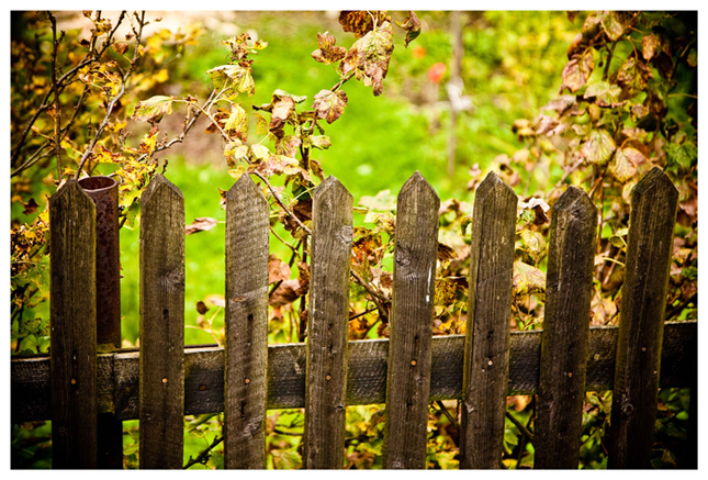Jeseň na plote