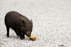 Nachytané na hruškách