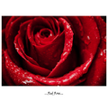 Red Rose