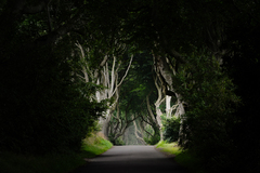 The Dark Hedges..