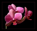 orchidea
