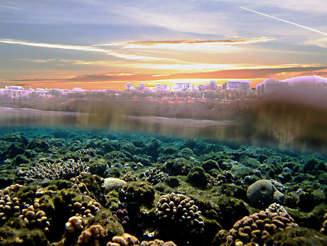 zapadovka a koraly