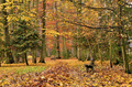 Park Mošovce