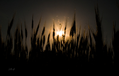 sun