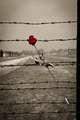 Auschwitz-Birkenau