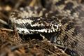 Vipera Berus