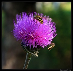 Makro