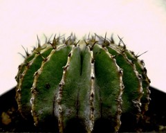 Geohintonia Mexicana
