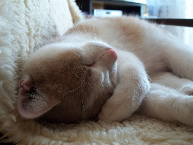 siesta