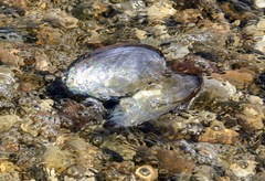 Shell with "pearls "