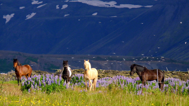 na Islande