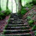 schody do lesa