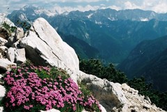 Alpská krása