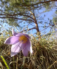 Súlovská flora